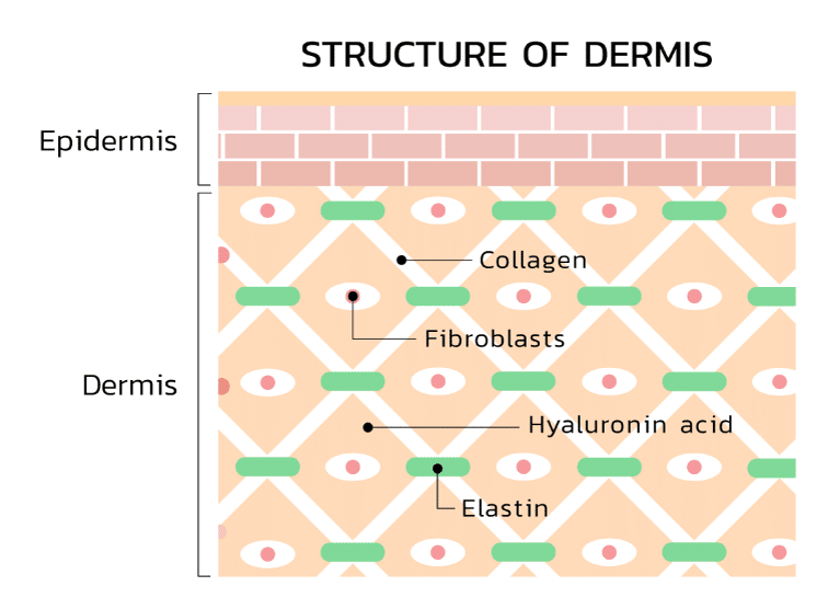 Structure of Dermis