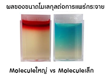 Botox Molecule Diffusion