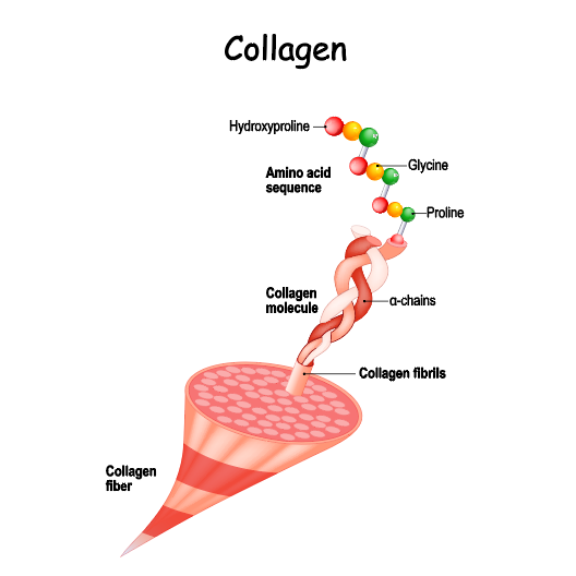 Collagen Structure