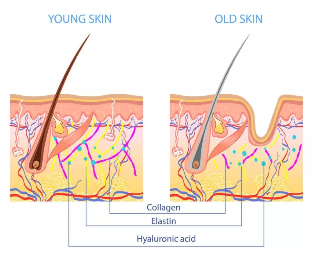 Hyaluronic Acid in the skin layers