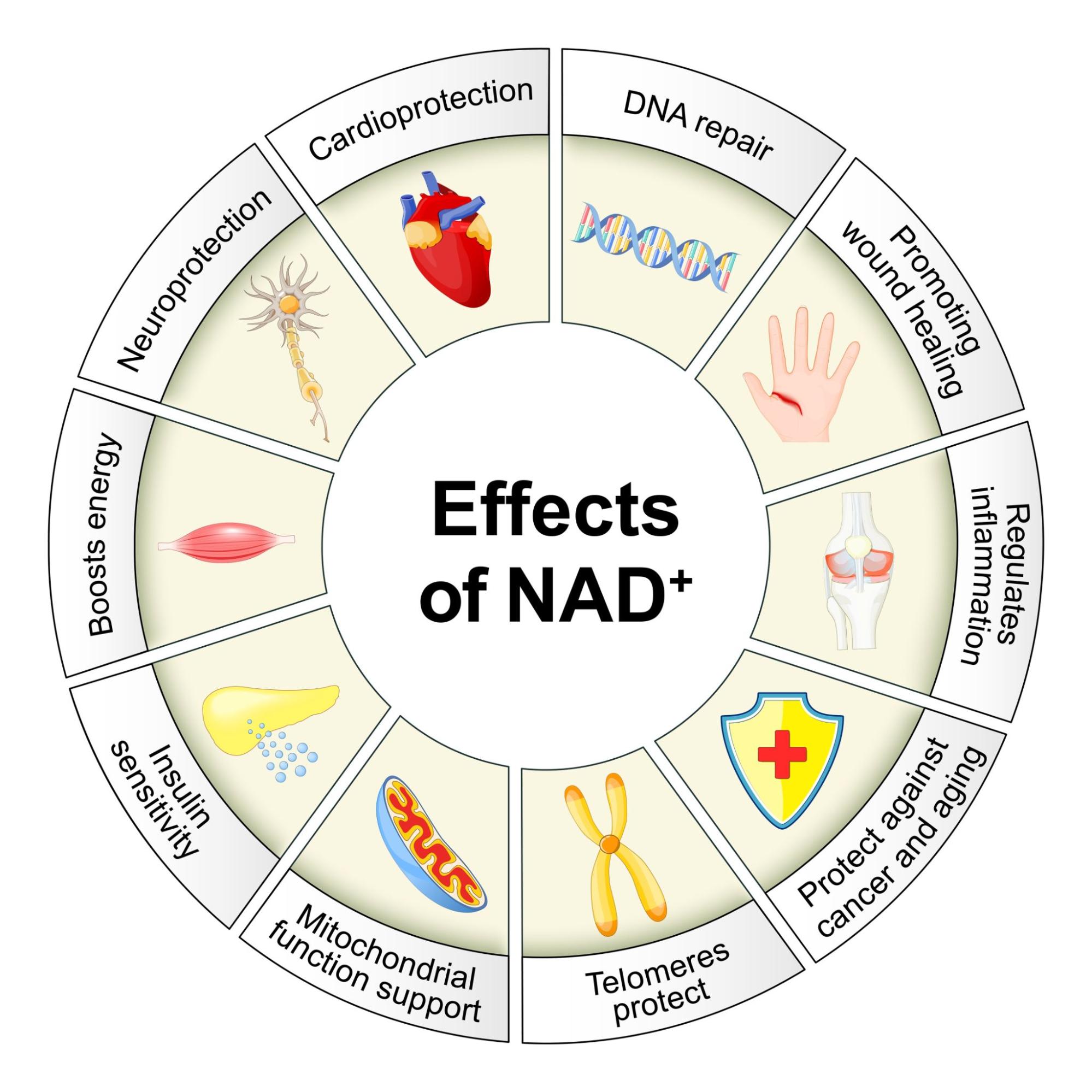 Importance of NAD+