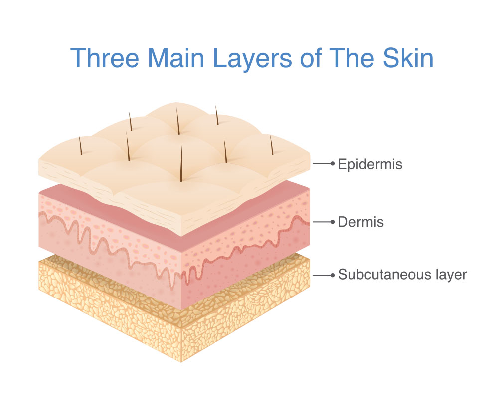 Skin Layers