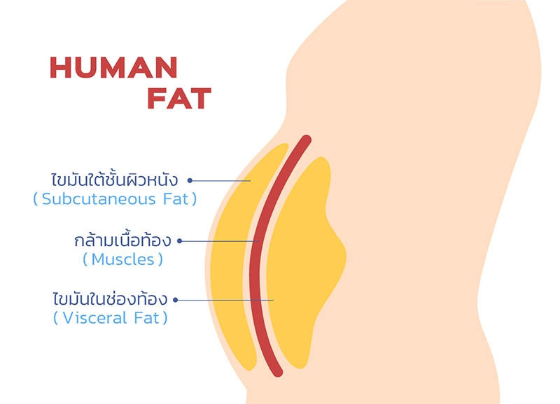 What is visceral fat